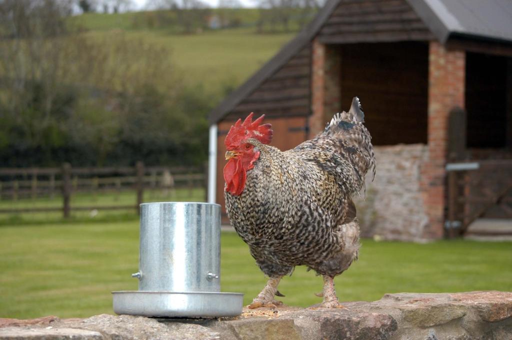 School Farm Bed and Breakfast Blagdon Rum bild