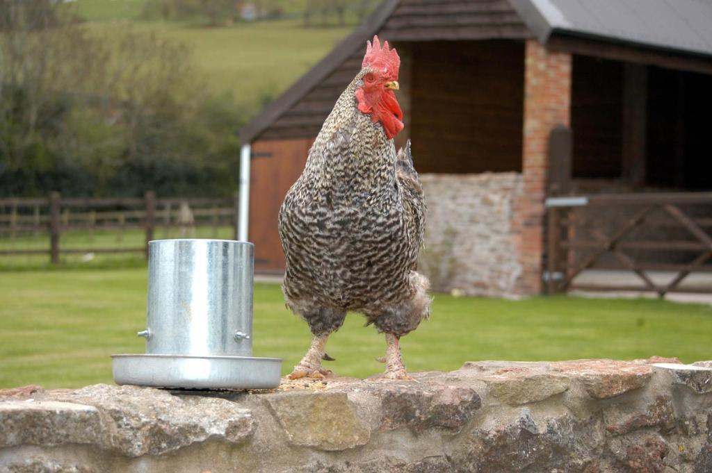 School Farm Bed and Breakfast Blagdon Exteriör bild
